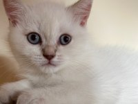 Son British Shorthair Yavru