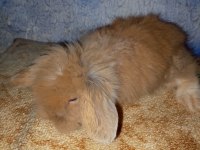 Teddy lop tavşan yavrular mavi göz yavrular