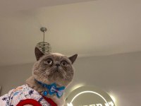 British shorthair oğlumuza eş arıyoruz
