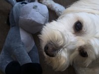 Çiftleştirme maltipoo