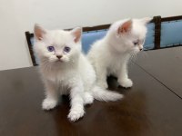 10 gün sonra teslim blue point british shorthair