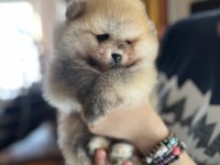 POMERANIAN Dişi VE Erkek