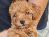TOY POODLE YAVRULAR İZMİR