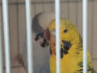 JUMBO ÇİFT VE YAVRULU MUHABBET KUŞU TAKIMLAR