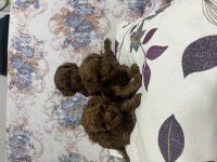 Toy Poodle Bebekler