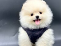 Safkan pomeranian yavruları