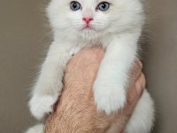 Şecereli Anne ve Babadan Bicolor Ragdoll Yavrularımız