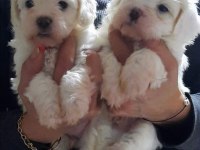 Terrier yavrumuz yeni ailesini arıyor