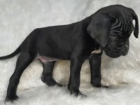 Safkan cane corso yavrularımız