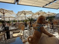 5 Aylık Dişi Toy Poodle