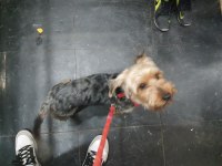 2 Yaşında cipi ve aşıları var erkek yorkshire terrier