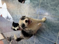 A kalite yavru köpekler