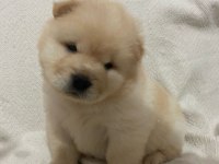 Chow chow köpeği yavrular