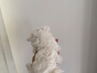 KAR TOPU BEBEK KÖPEĞİMİZ