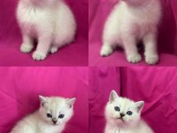 Scottish fold color point