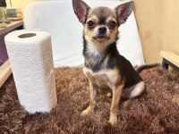 1 Yaşında Mini Boy Erkek Şivava Chihuahua