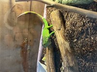 Yavru yeşil iguana cites belgeli mikro çipli