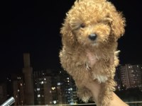 Kore Minik toy Poodle kg garantili