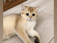 Golden British Shorthair Dişi Aile Arıyor
