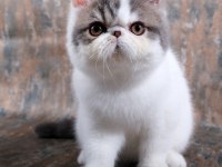 CFA ŞECERELİ SHOW KALİTE ERKEK KEDİMİZ