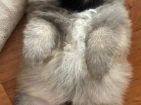 Sağlıklı Pomeranian boo