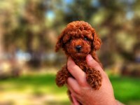 Toy poodle mı istemiştiniz