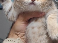 Scottish fold kedimiz