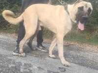 Köpeğimizi çiftleştirmek için dişi lazım