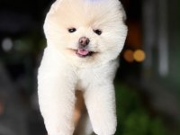 Orjinal Pomeranian Boo