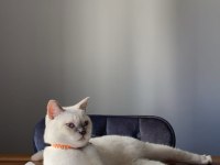 British Shorthair Blue Point 5 Aylık Yavru