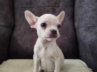 Her renk her çeşit french bulldog bebeklerimiz