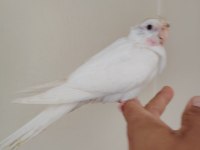 Albino bebek sultan papağanı