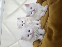 TESLİME HAZIR SCOTTİSH VE BRİTİSH YAVRULAR