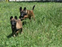 Dişi Malinois Yavrular