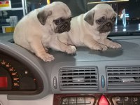 Muhteşem Pug Mops Bebekler