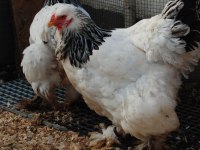 LİGHT BRAHMA KULUÇKALIK YUMURTA & CİVCİV