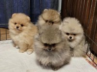 Pomeranian boo köpekler