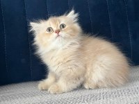 2 aylık pamuk şeker kedimiz