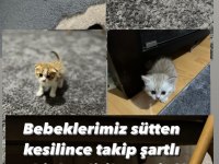 Scottish ve british yavrularımıza yuva arıyoruz