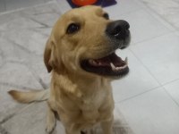 Henüz 1 yaşında labrador Yeni Sahibini bekliyor