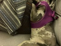 11 aylık dişi ve kısırlaştırılmamış french bulldog yavrumuz