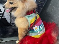Çok güzel pomeranian dişi 1 yaşında ACİL