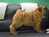 Shar pei ırkının en iyi temsilcileri