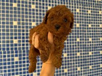 Toy poodle YAVRULARIMIZ ırk ve sağlık garantili