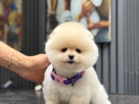 SAĞLIK VE IRK GARANTİLİ POMERANİAN KÖPEĞİ