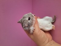 Safkan sheltie ginepig yavrular