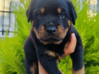 A kalite rottweiler yavruları