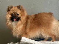 ÜRETİM İÇİN UYGUN 1 YAŞINDA DİŞİ POMERANİAN BOO