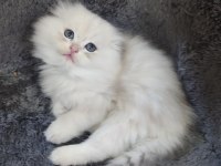 İstanbul içi 7/24 Adrese teslim British longhair