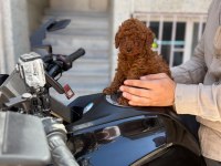 Zeki ve oyuncu Toy Poodle yavrumuz